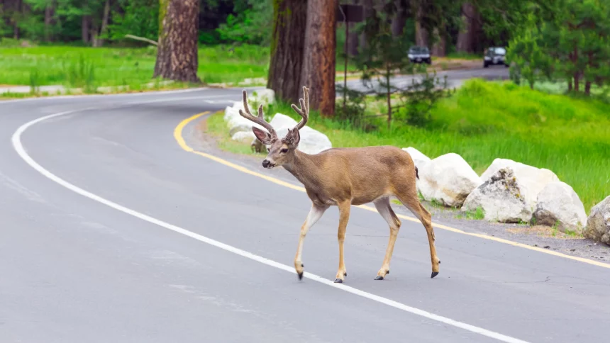 Conducir Con Precaución:  Evita Accidentes Con Animales En La Carretera - liu0qz5